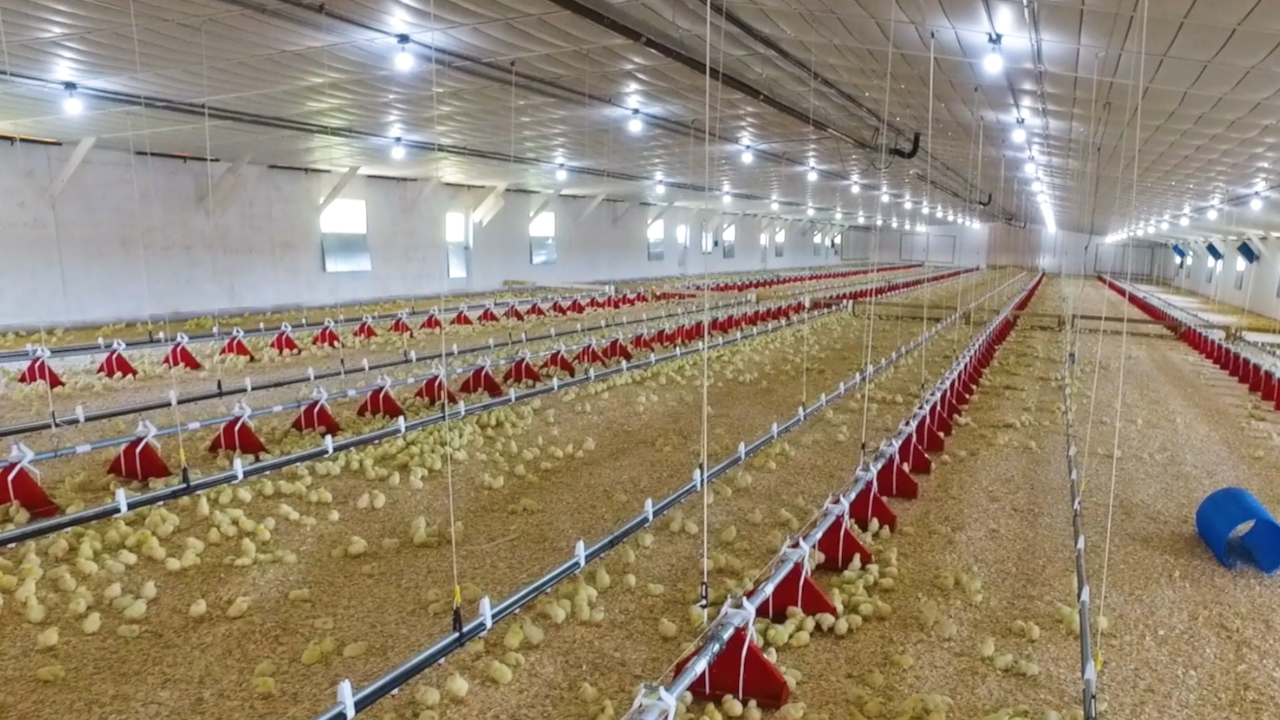 Bell & Evans Broiler Farm Tour 2025